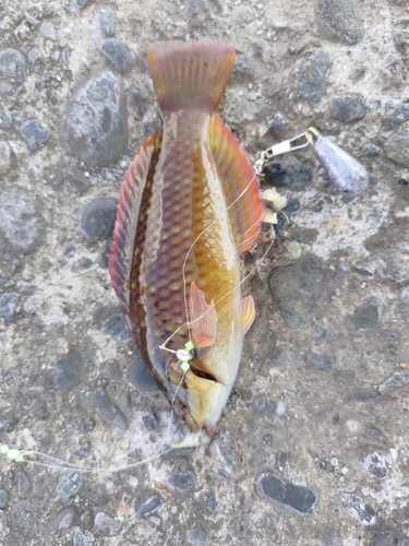 アカササノハベラの釣果