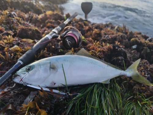 フクラギの釣果