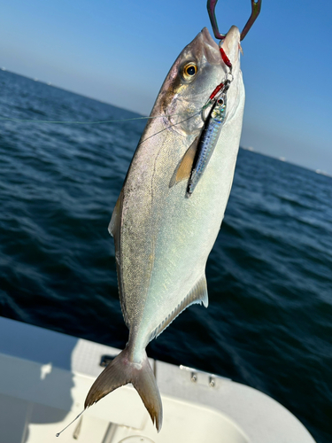 シオの釣果