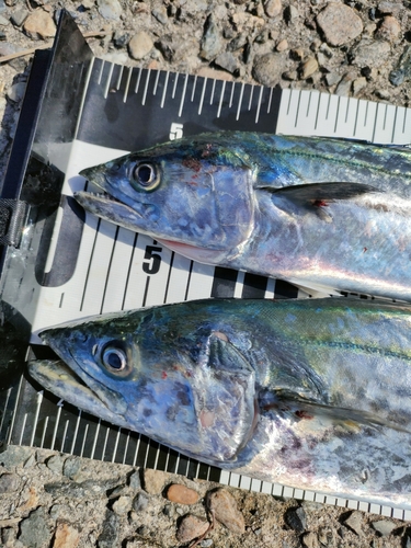 サゴシの釣果