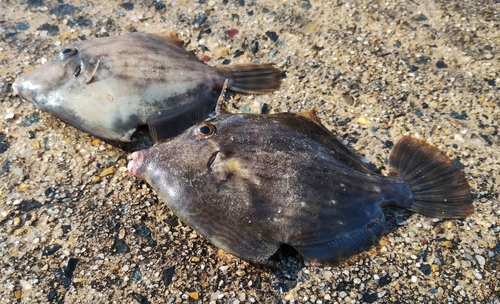 カワハギの釣果