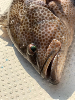 オオモンハタの釣果