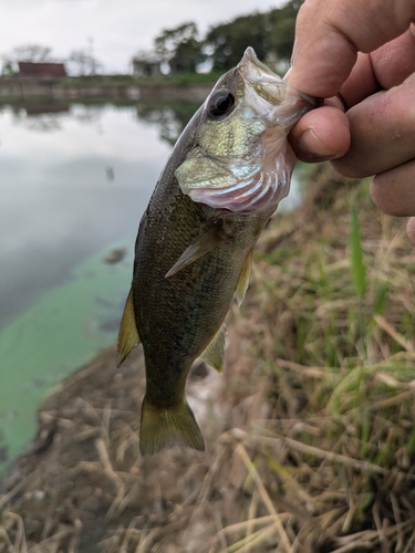 ラージマウスバスの釣果