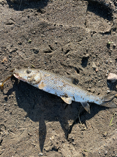 ニゴイの釣果