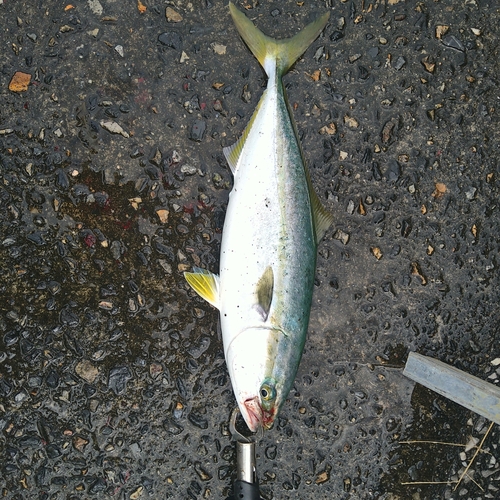 ヤズの釣果