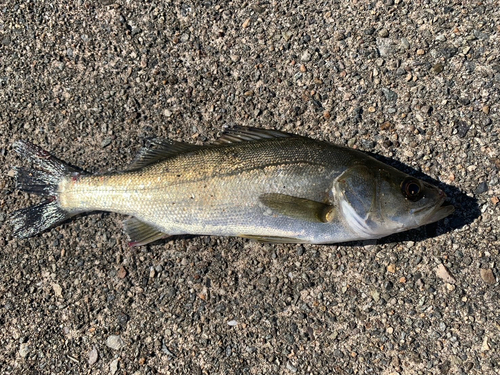 大浜釣り公園（金沢港ふれあい広場）