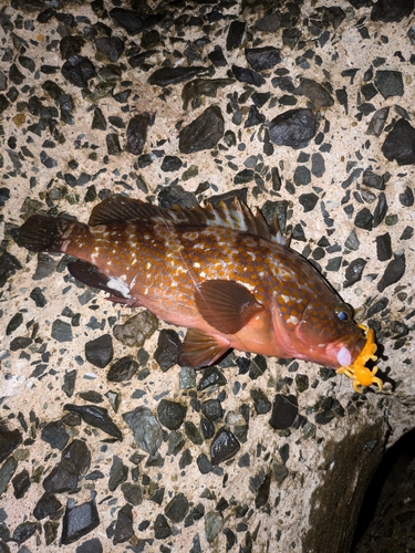 キジハタの釣果