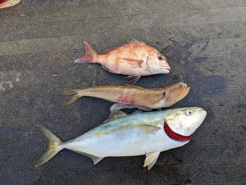 マダイの釣果