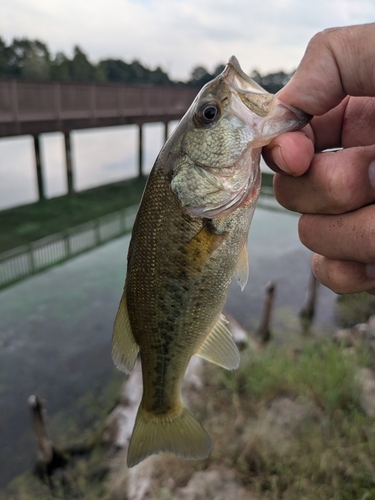 ラージマウスバスの釣果