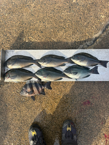 クチブトグレの釣果