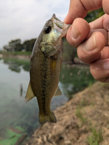 ラージマウスバスの釣果