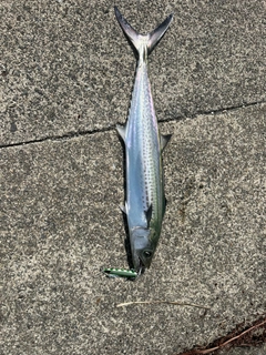 サゴシの釣果