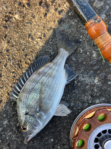 チンチンの釣果