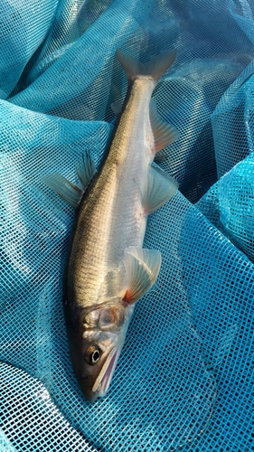 アユの釣果