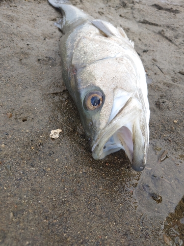 スズキの釣果