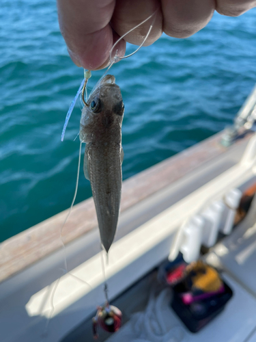 オオモンハタの釣果