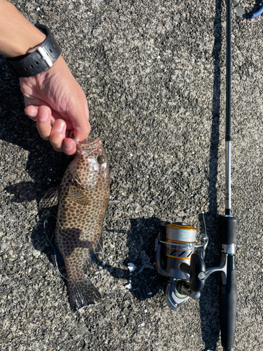 オオモンハタの釣果