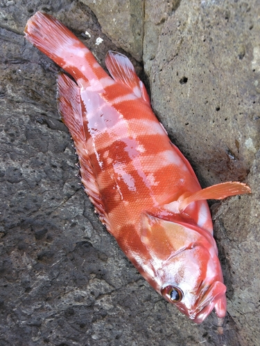 アカハタの釣果