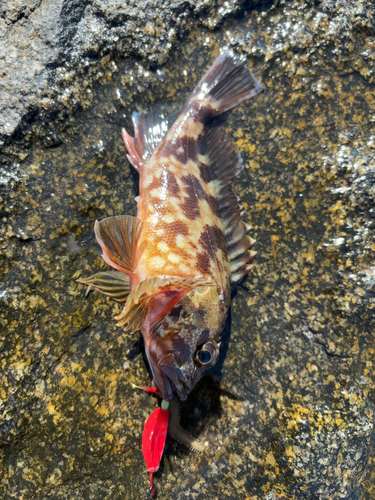 カサゴの釣果