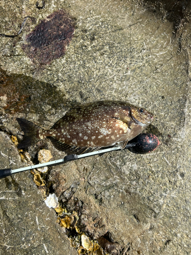 アイゴの釣果