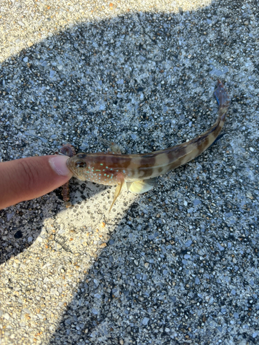 イトヒキハゼの釣果