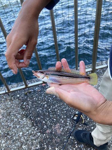 キュウセンの釣果