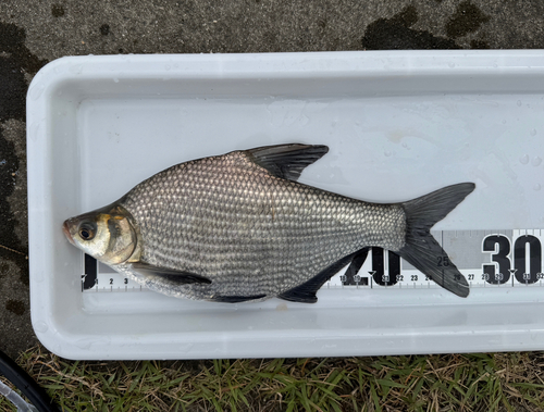 ダントウボウの釣果