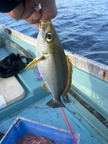 イサキの釣果