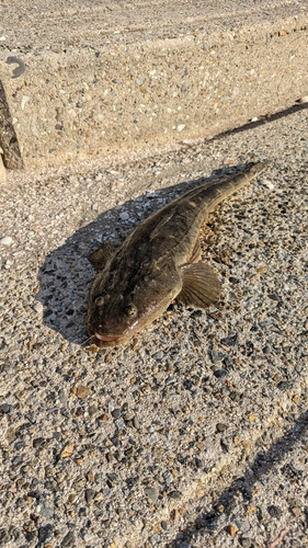 伊勢湾湾奥