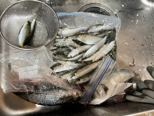 イワシの釣果