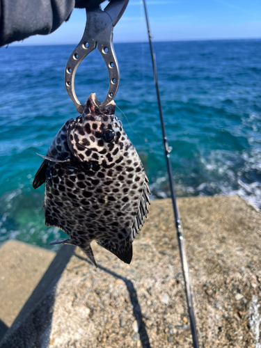 イシガキダイの釣果