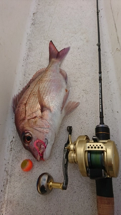 マダイの釣果