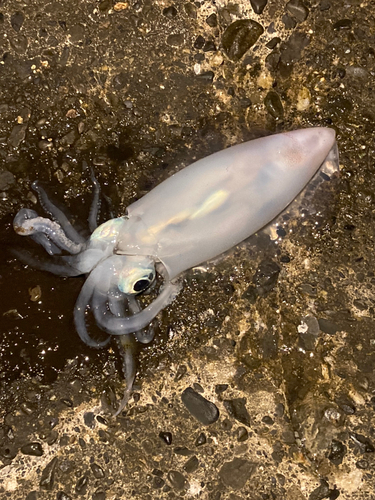 カツオの釣果