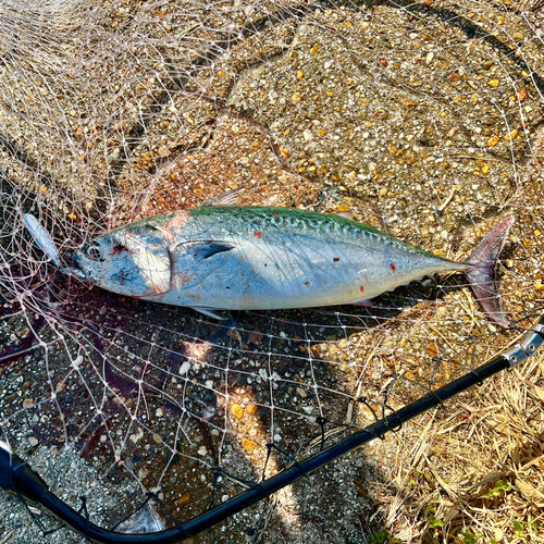 ソウダガツオの釣果