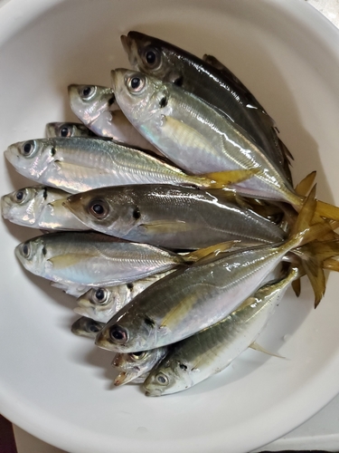 アジの釣果