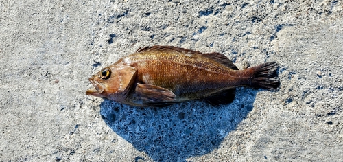 エゾメバルの釣果