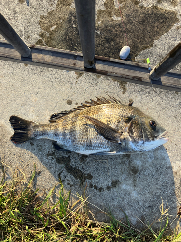 チヌの釣果