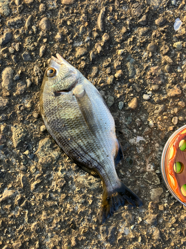 チンチンの釣果