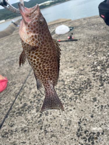 オオモンハタの釣果