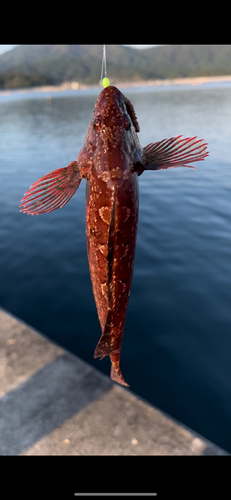 アイナメの釣果