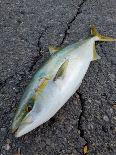 イナダの釣果