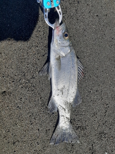 セイゴ（ヒラスズキ）の釣果