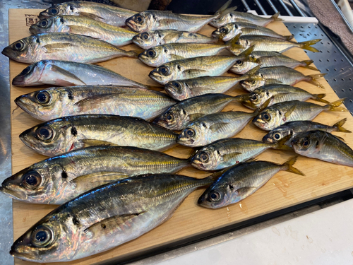 アジの釣果