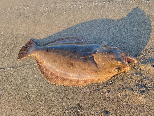 ヒラメの釣果