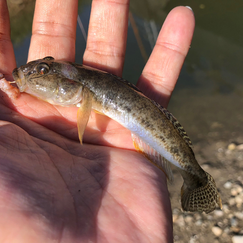 マハゼの釣果