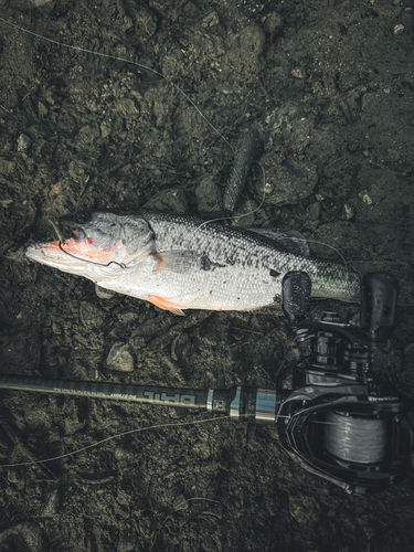 ブラックバスの釣果