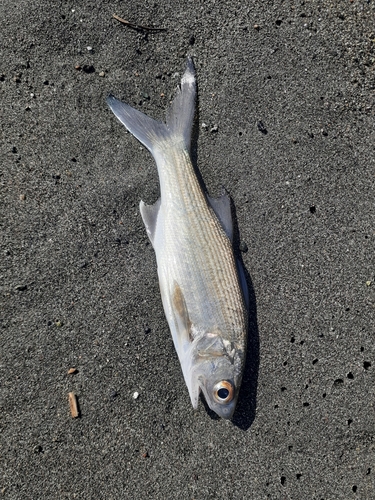 ツバメコノシロの釣果