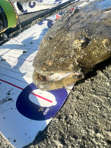 マゴチの釣果