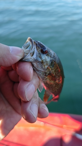 スモールマウスバスの釣果