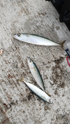 サバの釣果